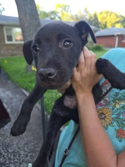 A baby small-sized male Mixed Breed dog named Hans for adoption in Hobart, IN