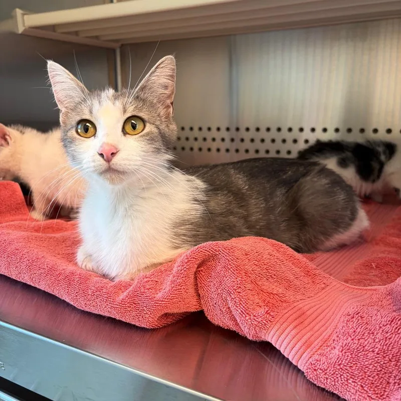 An adult medium-sized female Gray / Blue / Silver Domestic Short Hair cat named Iduna for adoption in Norman, OK