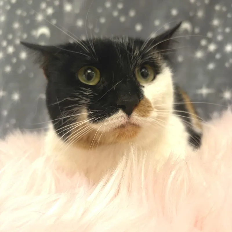 An adult medium-sized female Calico Domestic Short Hair cat named Toni for adoption in Deerfield, IL