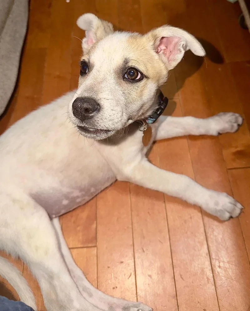 Harper