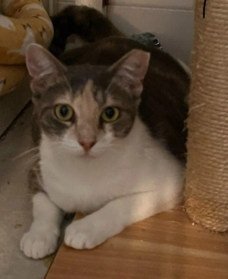 An adult medium-sized female Domestic Short Hair cat named Poppy for adoption in Pompano Beach, FL