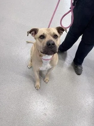 An adult small-sized male Pit Bull Terrier dog named Chapel for adoption in Beatrice, NE
