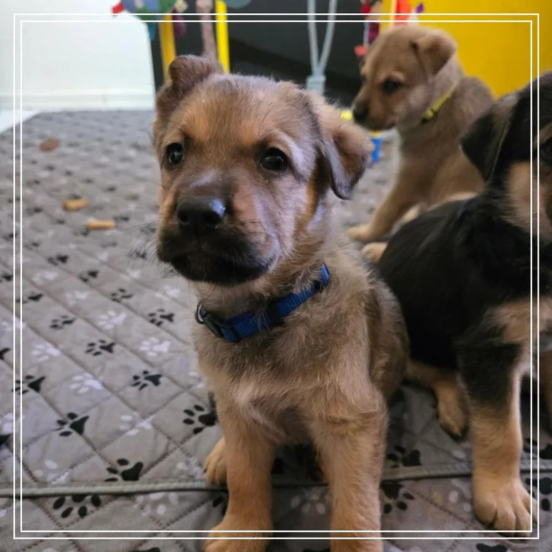 A baby large-sized male Yellow / Tan / Blond / Fawn Shepherd dog named Taco for adoption in Chandler, AZ
