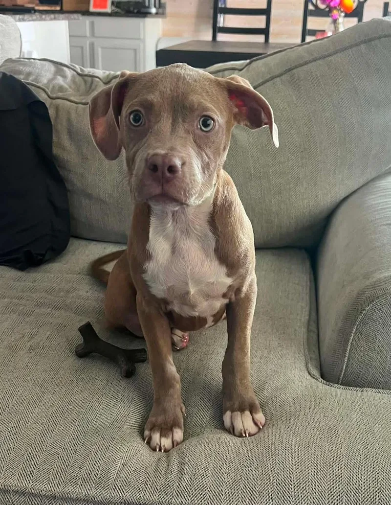 A baby medium-sized female American Staffordshire Terrier dog named Honey for adoption in Lutz, FL