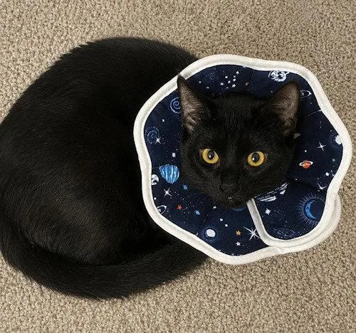 A young medium-sized female Domestic Short Hair cat named Rosemary PSP for adoption in Oakland Park, FL