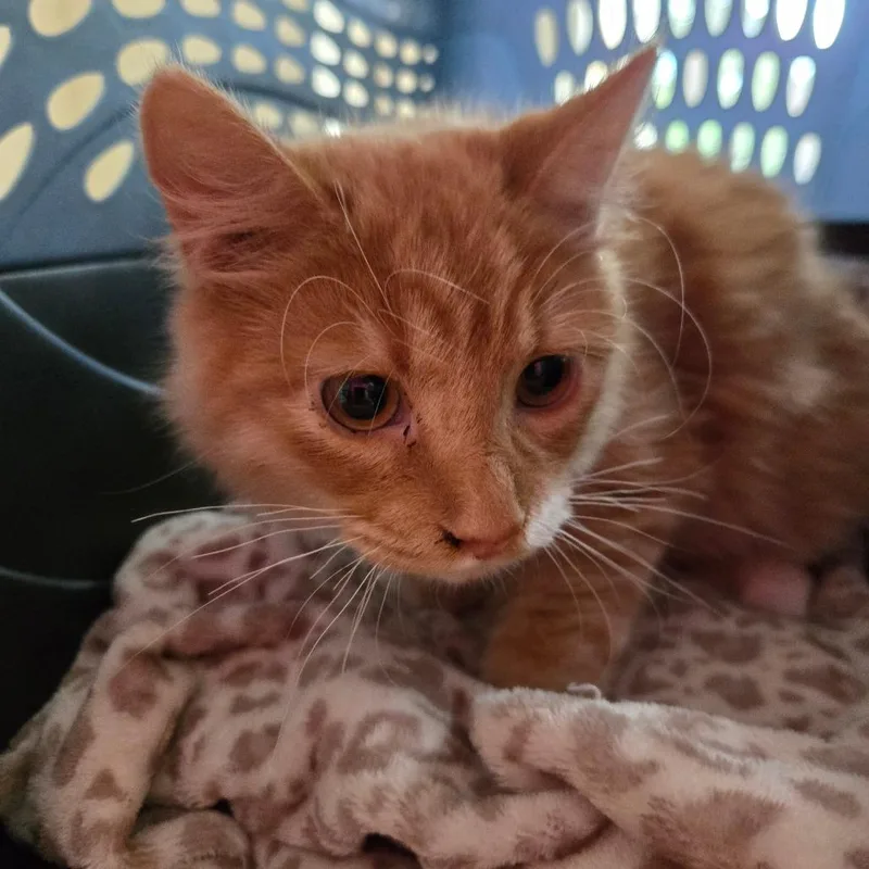 A young small-sized male Orange / Red Domestic Long Hair cat named O'Malley for adoption in Houston, TX