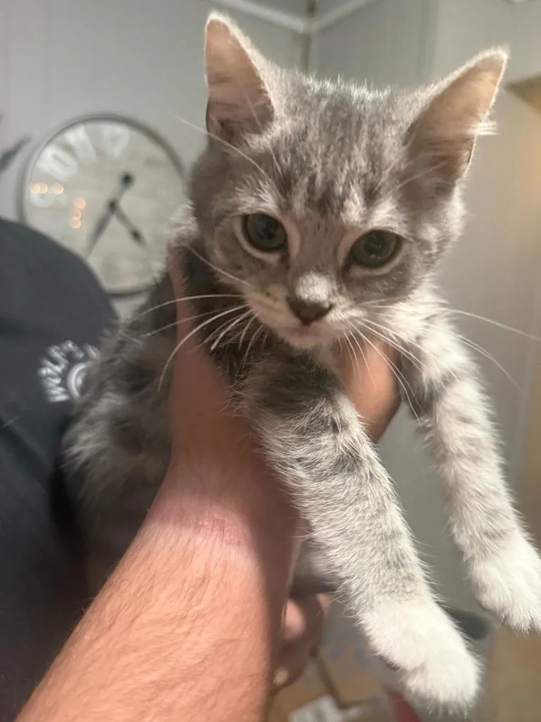 A baby medium-sized female Domestic Short Hair cat named Zelda for adoption in Johnson City, TN