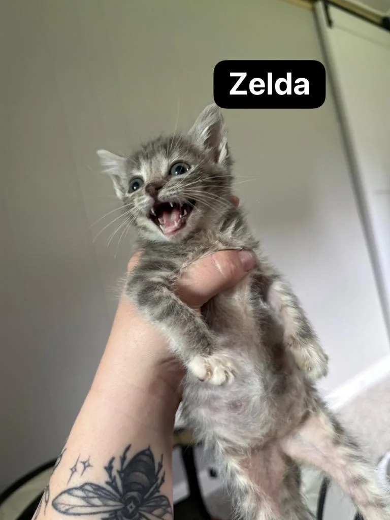 Zelda thumbnail 3