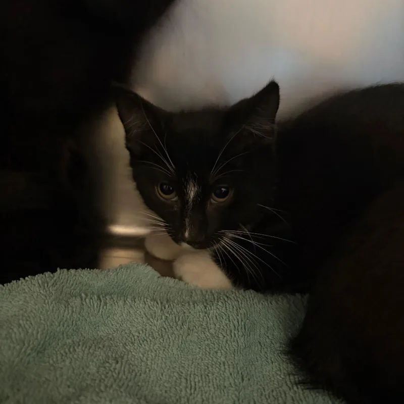 A baby small-sized male Black Domestic Short Hair cat named Happy for adoption in Council Bluffs, IA