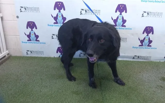 Tazi