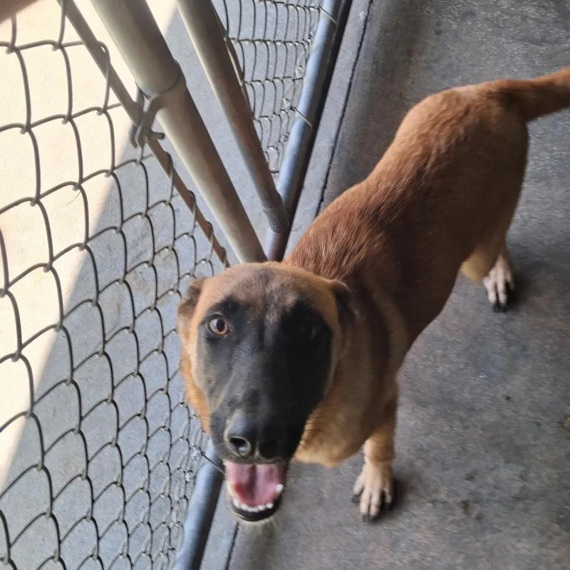 An adult medium-sized female Belgian Shepherd / Malinois dog named Gracie for adoption in Lyons, GA