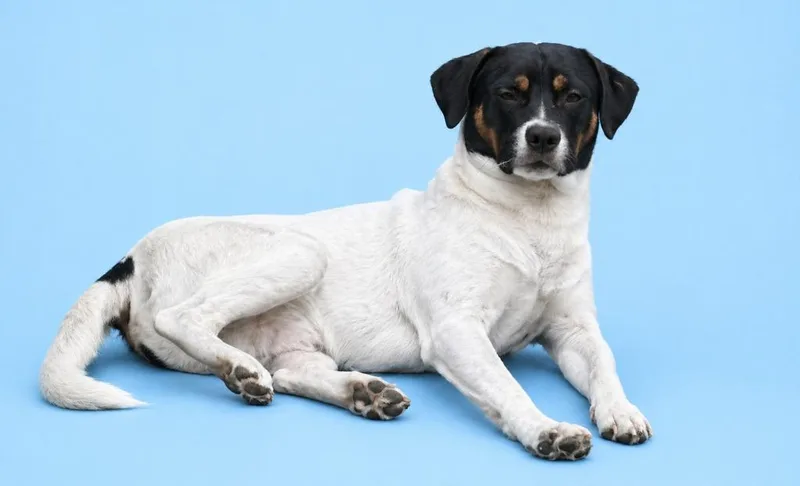 A young medium-sized male Terrier dog named Wesson for adoption in Wauchula, FL