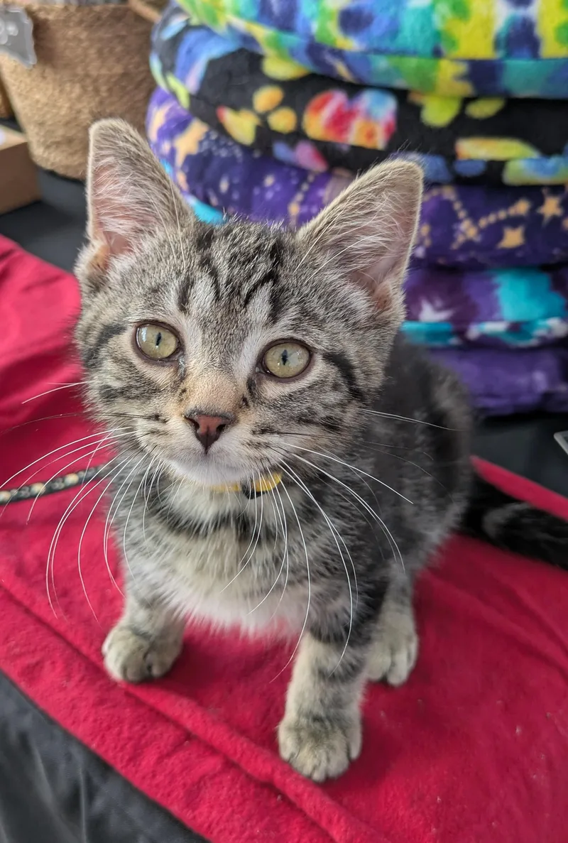 A baby small-sized male Tabby (Brown / Chocolate) Domestic Short Hair cat named Popeye for adoption in Hudsonville, MI