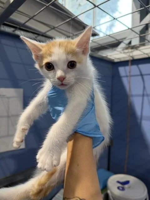 A baby small-sized male Domestic Short Hair cat named Olie for adoption in San Bernardino, CA
