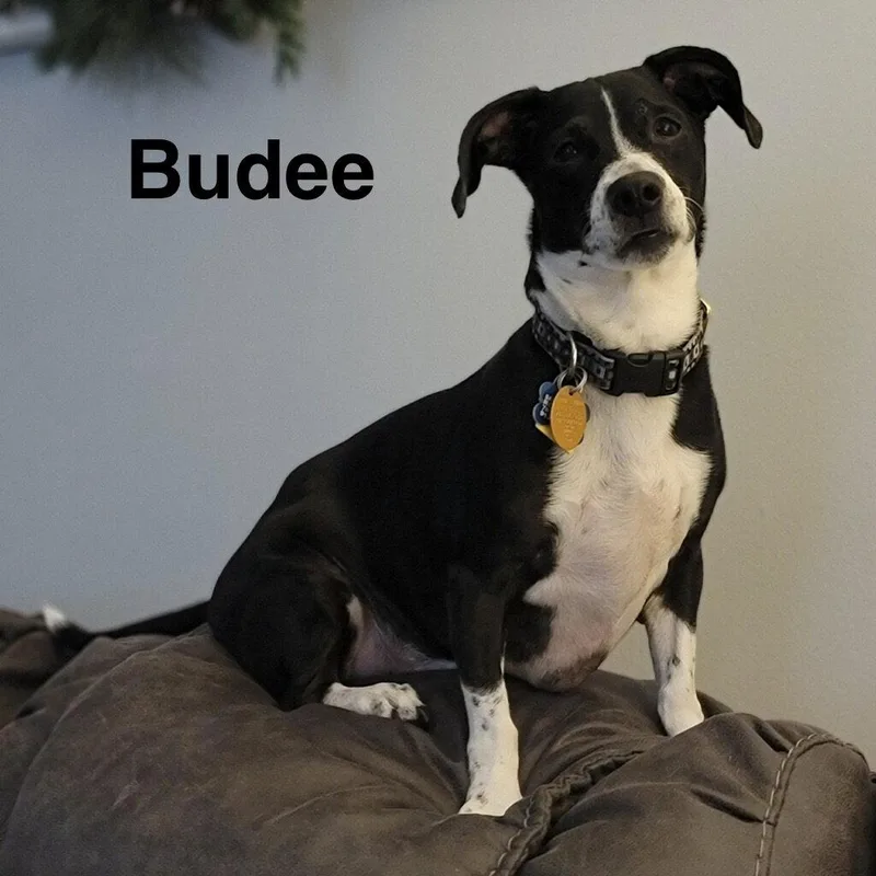 Budee