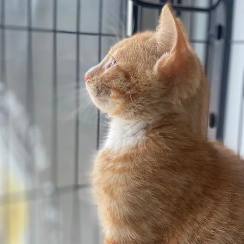 Cricket