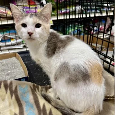 An adult small-sized female White Domestic Short Hair cat named Peach for adoption in New Port Richey, FL