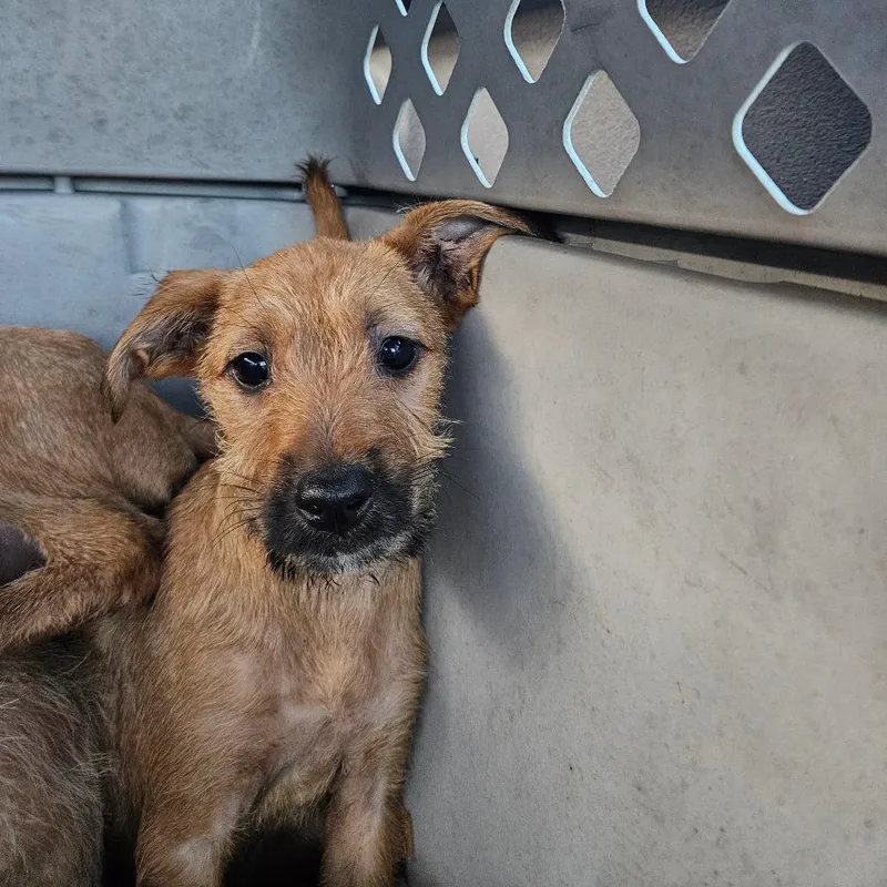 A baby small-sized female Brown / Chocolate Mixed Breed dog named Nellie for adoption in Lake Jackson, TX