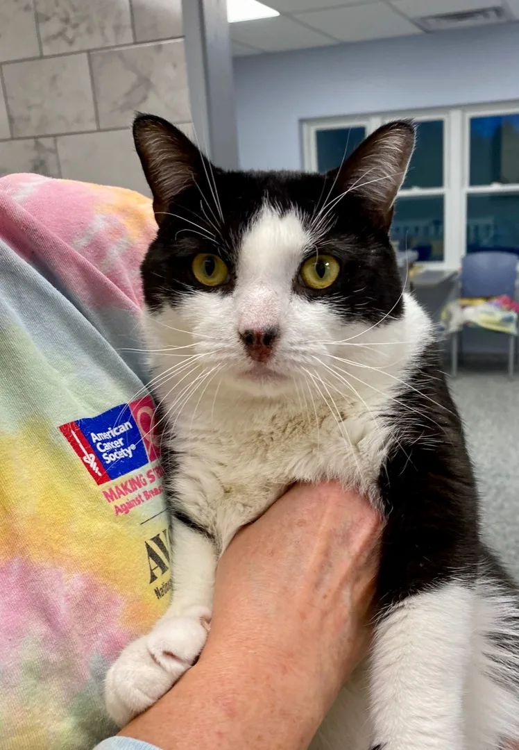 An adult large-sized male Black & White / Tuxedo American Shorthair cat named Walker for adoption in Palatine, IL