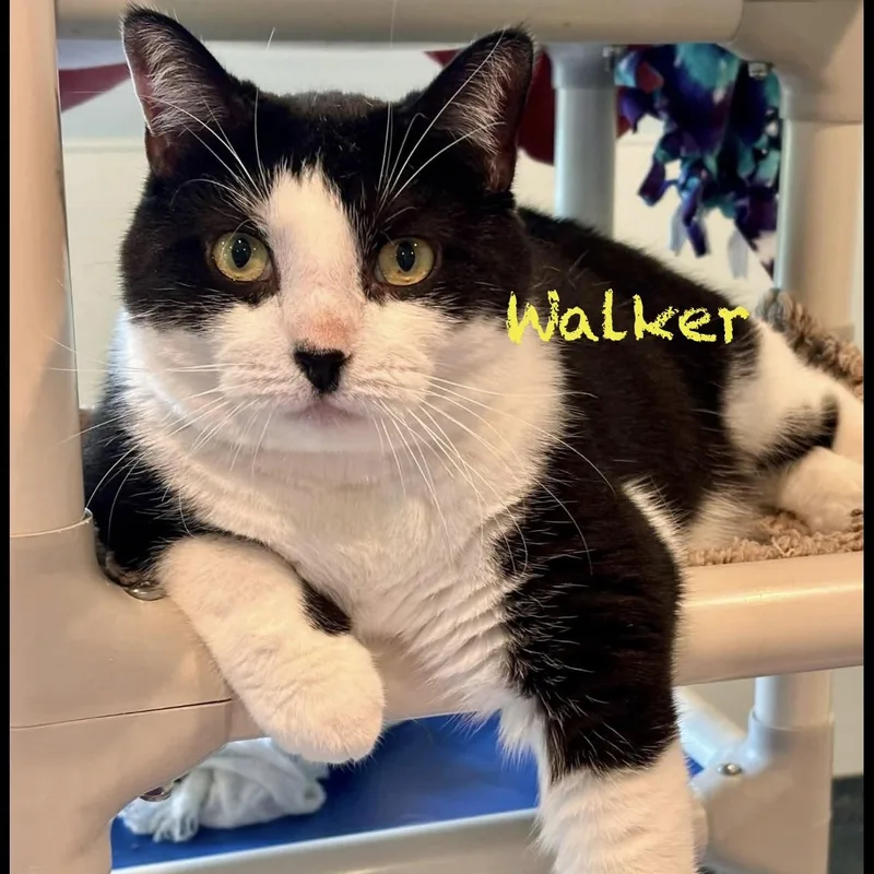 Walker thumbnail 2