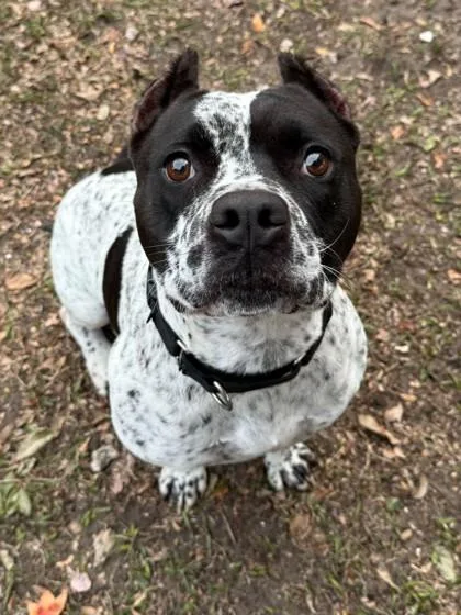 A young large-sized male Mixed Breed dog named Cal for adoption in Fernandina Beach, FL