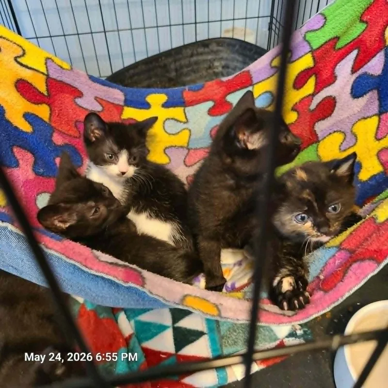 A baby medium-sized female Domestic Short Hair cat named Edison Clemetine for adoption in Waynetown, IN