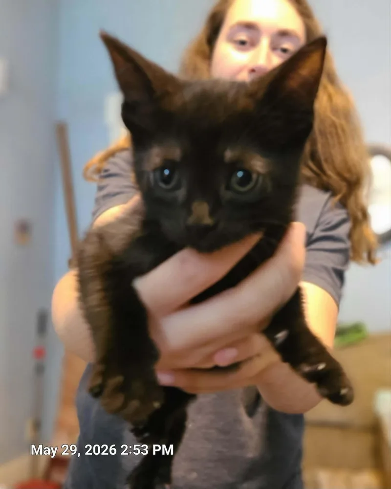 Edison  Clemetine  thumbnail 5