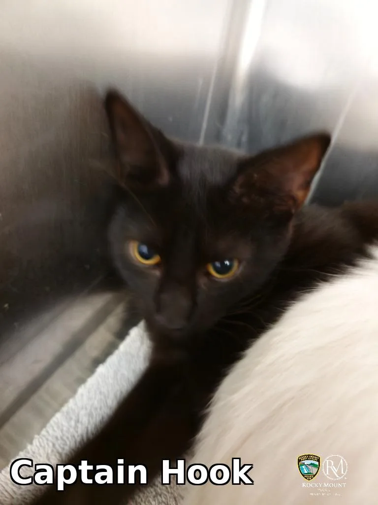 A baby small-sized male Domestic Short Hair cat named Captain Hook for adoption in Rocky Mount, NC