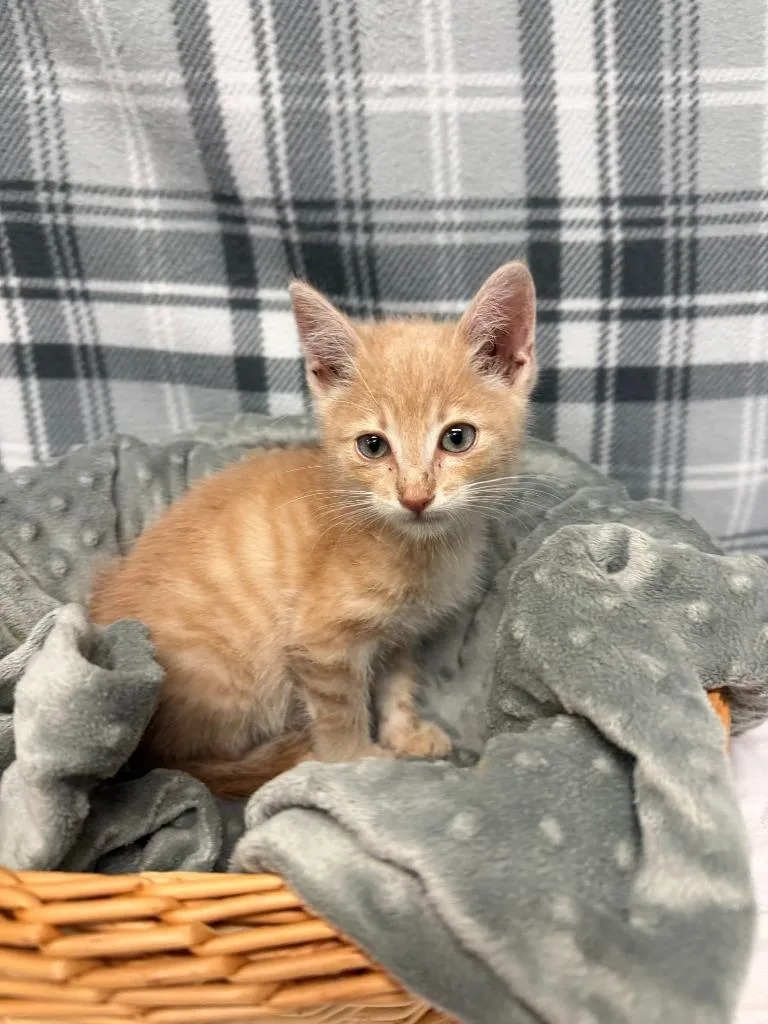 A baby small-sized male Domestic Short Hair cat named Bingo for adoption in Algona, IA