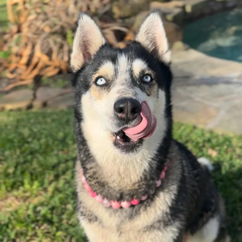 Dafne Doo thumbnail 4