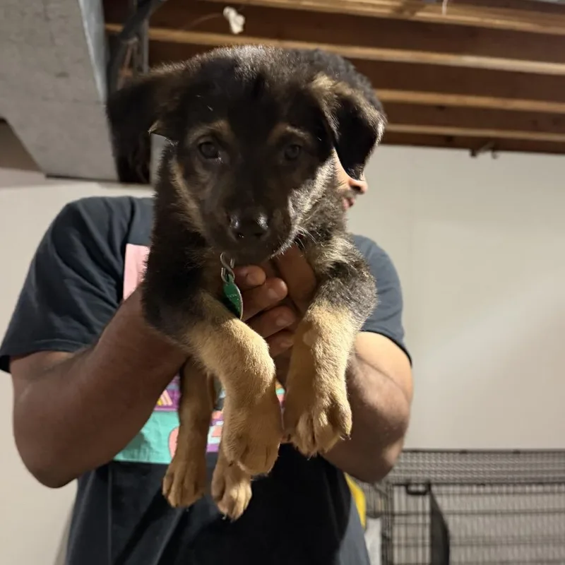 A baby small-sized male Black Mixed Breed dog named Wallaby for adoption in Buffalo, MN