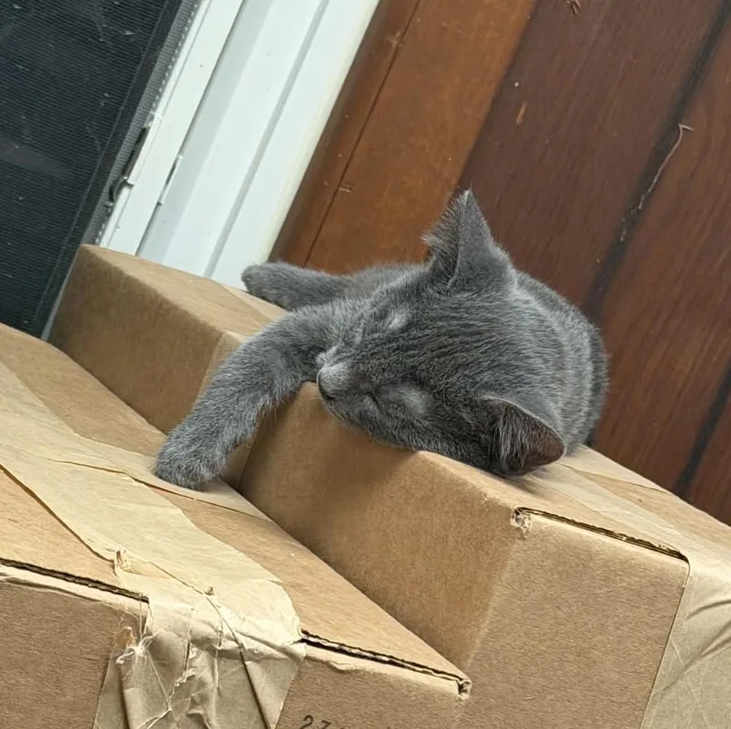 A baby medium-sized male Gray / Blue / Silver Domestic Short Hair cat named Hamm for adoption in Overland Park, KS