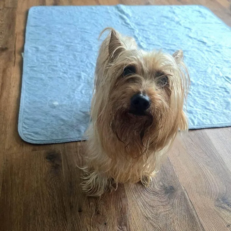 An adult small-sized male Silky Terrier dog named Winchester for adoption in Severn, MD