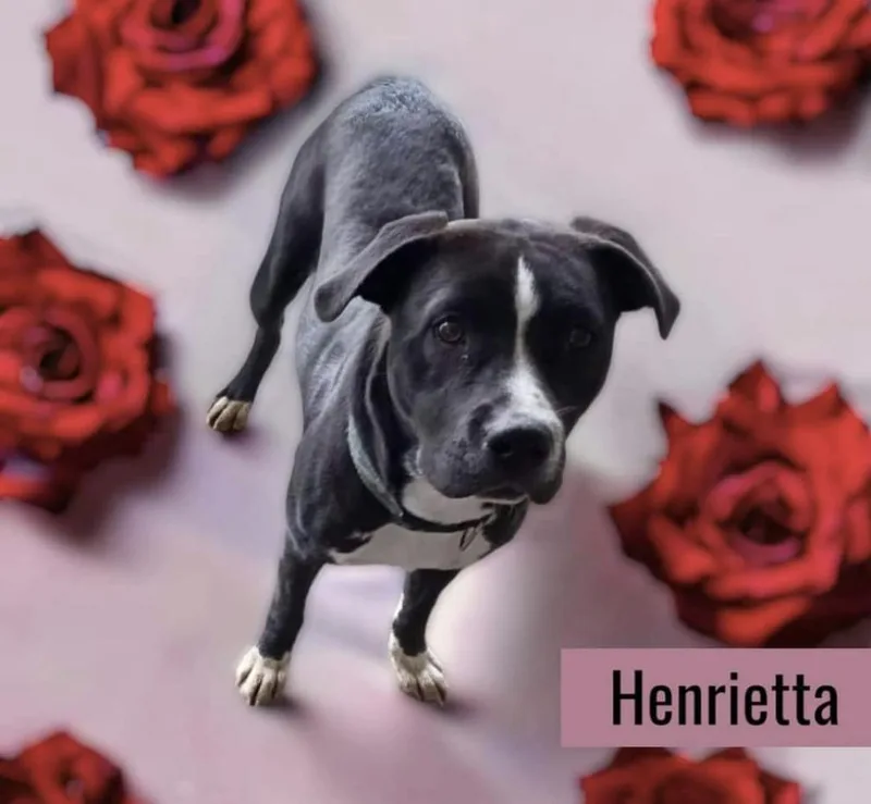 Henrietta