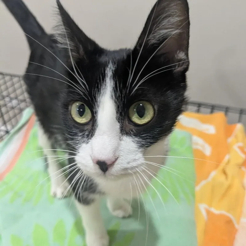A young medium-sized female Black Domestic Short Hair cat named Tracy for adoption in South Elgin, IL