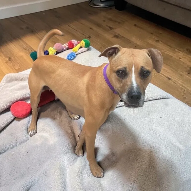 Nova
