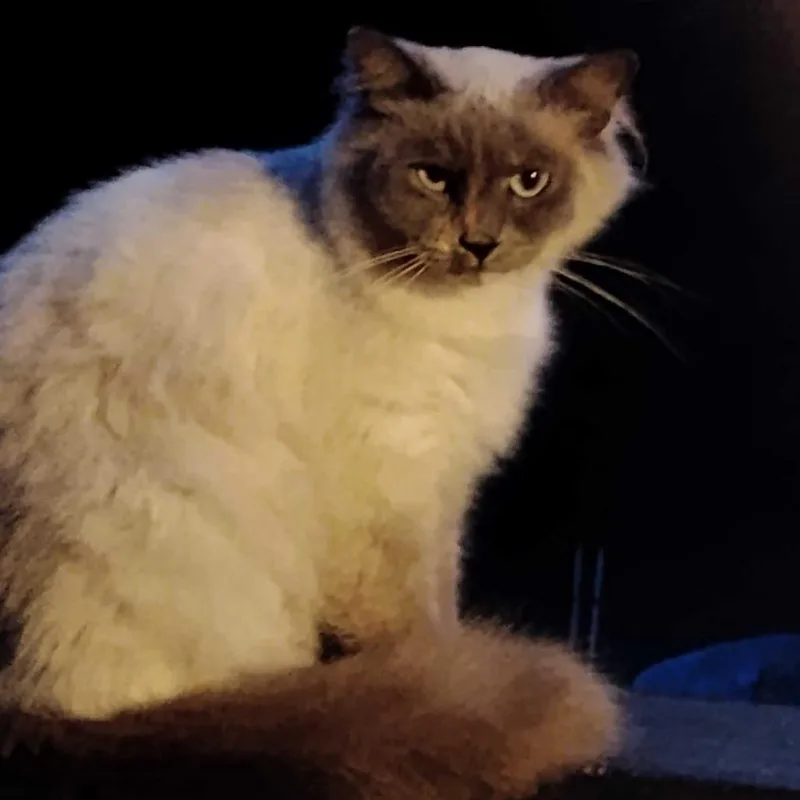 Muffin thumbnail 2