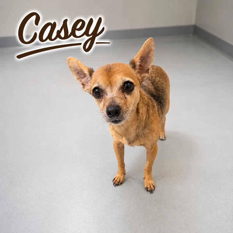 A senior small-sized female Brown / Chocolate Chihuahua dog named Casey for adoption in Momence, IL