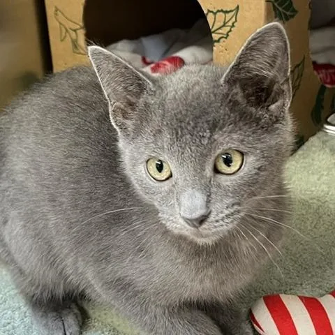 A baby small-sized male Gray / Blue / Silver Domestic Short Hair cat named Trinket for adoption in Baltimore, MD