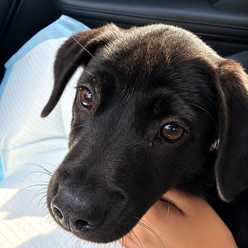A baby medium-sized female Black Labrador Retriever dog named Posh Spice for adoption in Baldwin, MD