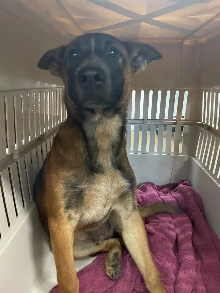 A baby medium-sized male Belgian Shepherd / Malinois dog named Hawking for adoption in Chico, CA