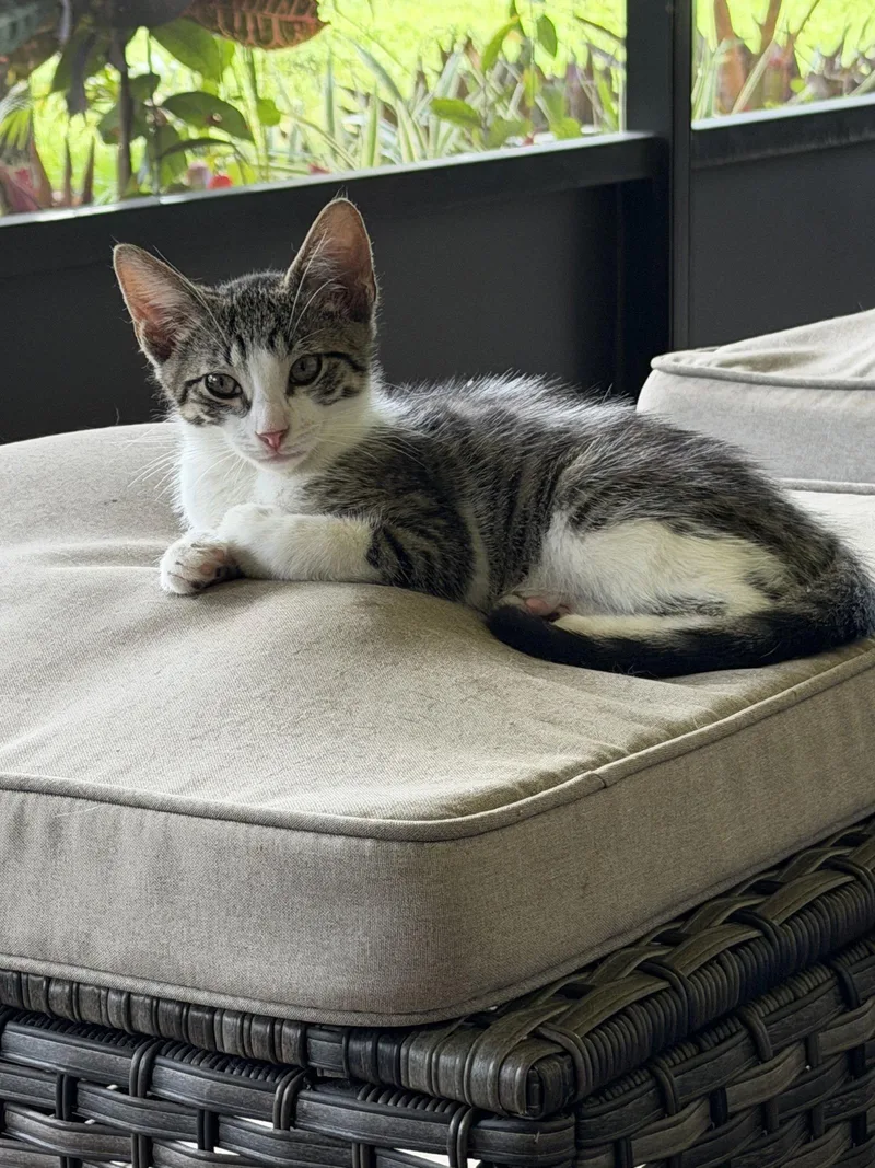 A young medium-sized male Gray & White Domestic Short Hair cat named Bobby for adoption in Boynton Beach, FL