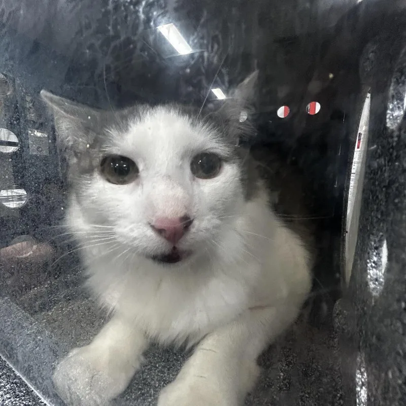 An adult large-sized male Domestic Short Hair cat named Reese for adoption in Newark, NJ