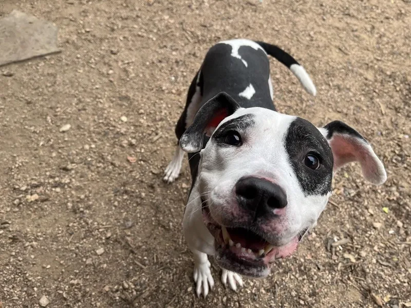 Patches A thumbnail 2