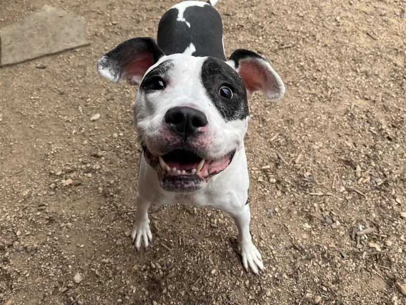 Patches A thumbnail 3