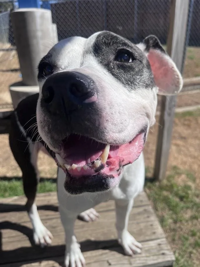 Patches A thumbnail 4