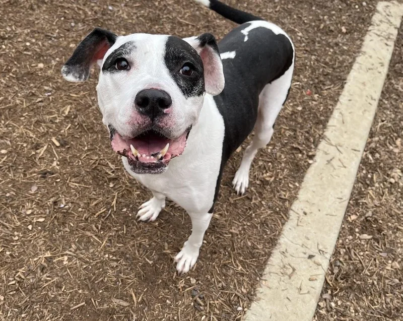 Patches A thumbnail 5