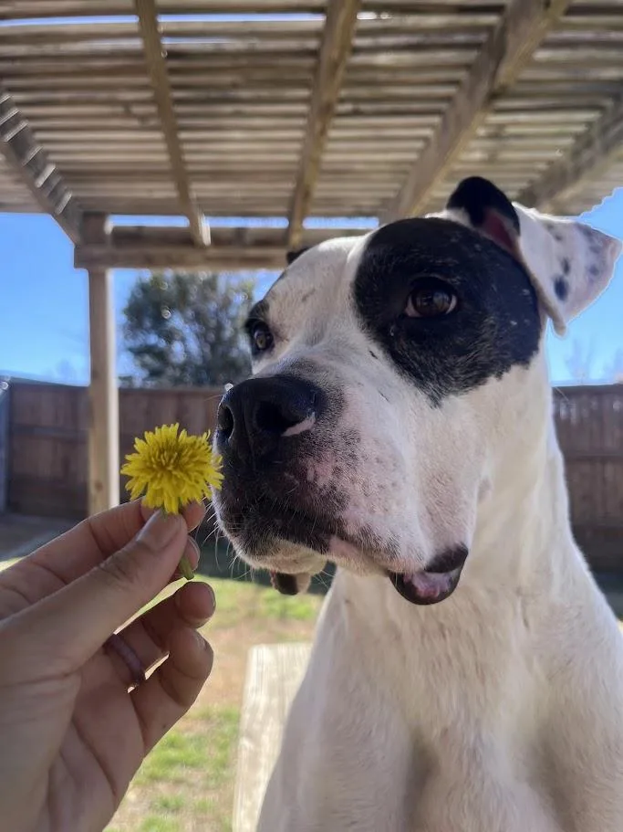 Patches A thumbnail 6