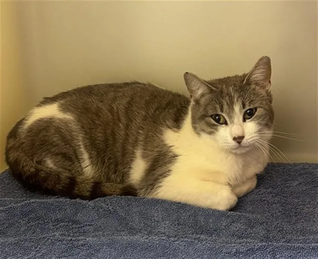 A young medium-sized female Domestic Short Hair cat named Pfeifer for adoption in Statesville, NC