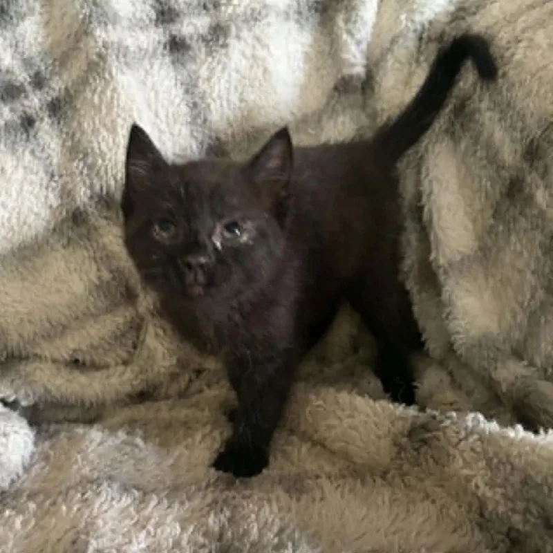 A baby medium-sized male Black Domestic Short Hair cat named Cole for adoption in Beulaville, NC